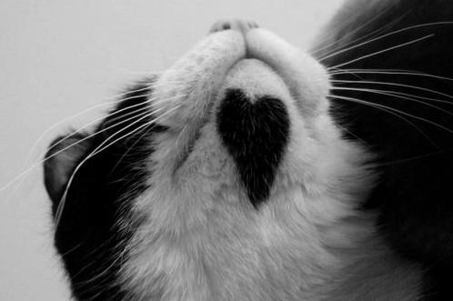 Cat cl1