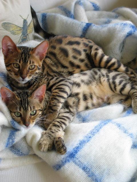 Cat cla