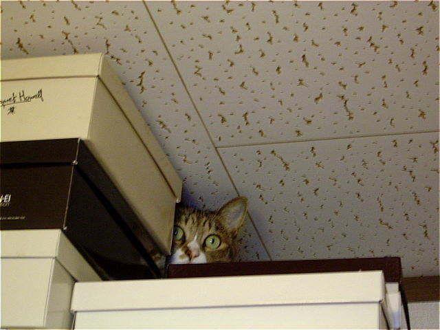 Cat clc