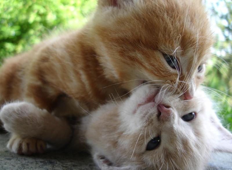 Cat cld