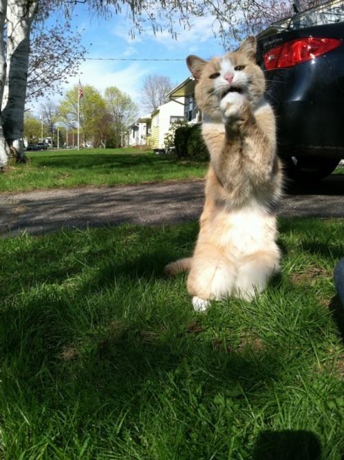 Cat clh