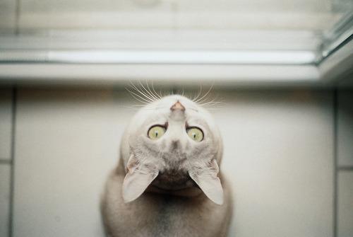 Cat cli