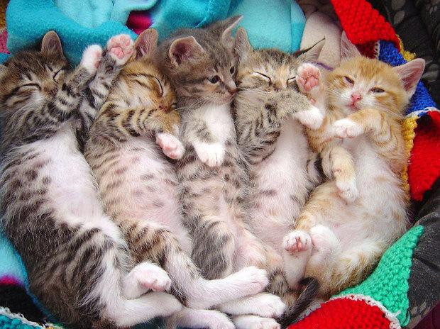 Cat clm