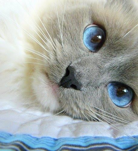 Cat clq