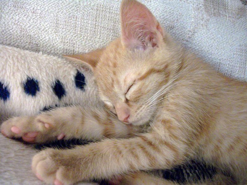 Cat cls