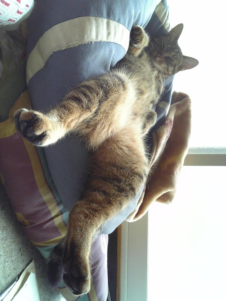 Cat cm1