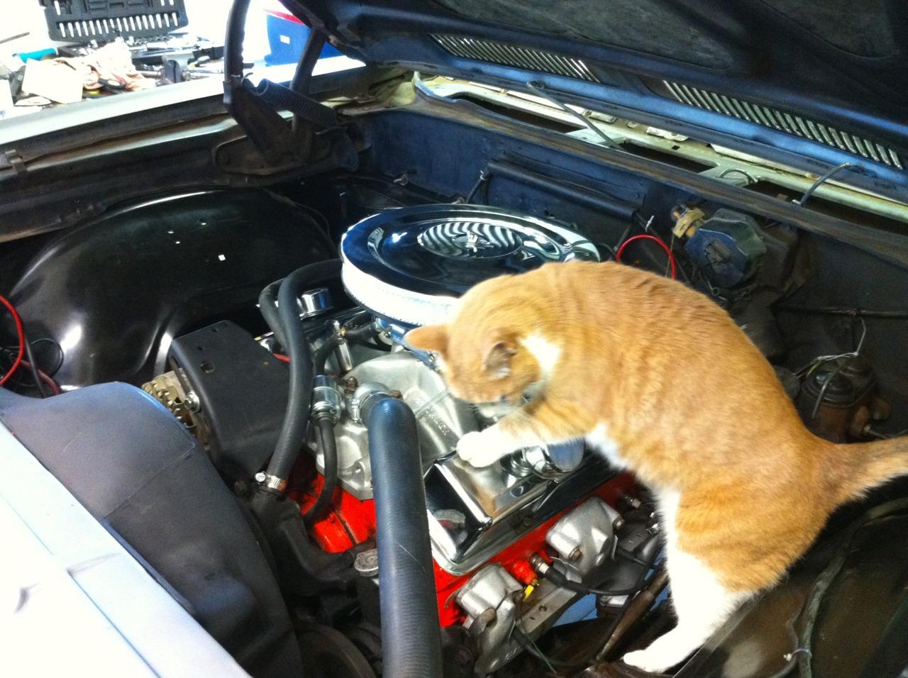 Cat cm5