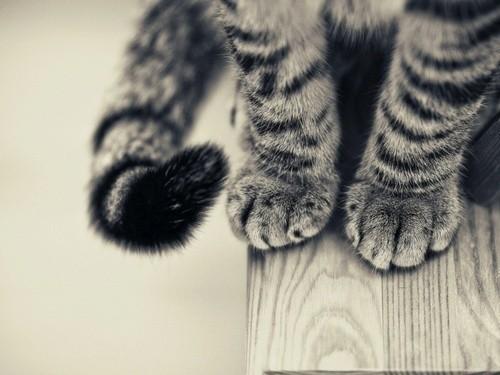 Cat cm9
