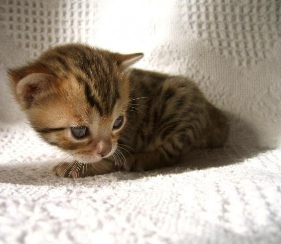 Cat cmb