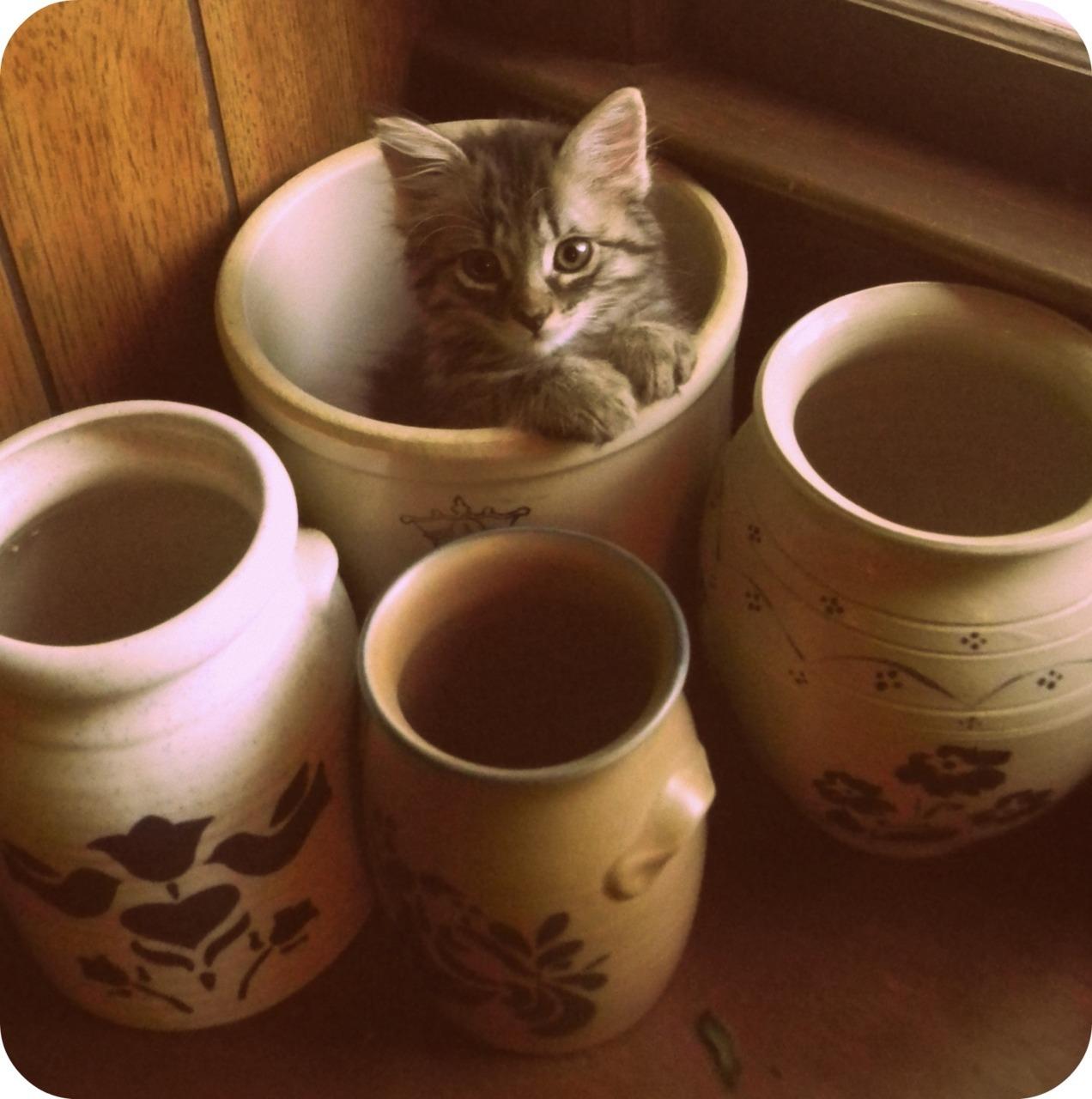 Cat cmd