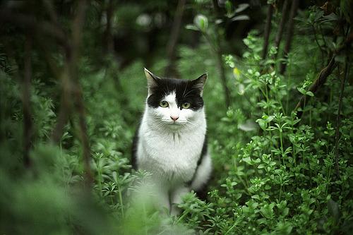 Cat cmf
