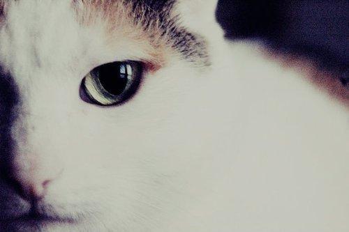 Cat cmg