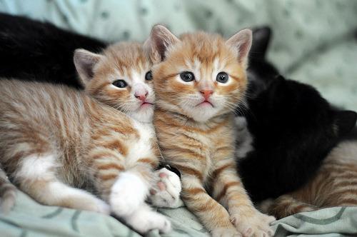 Cat cmj