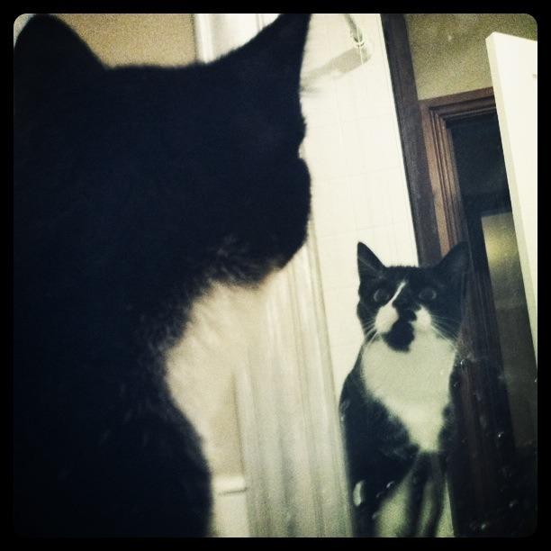 Cat cmm