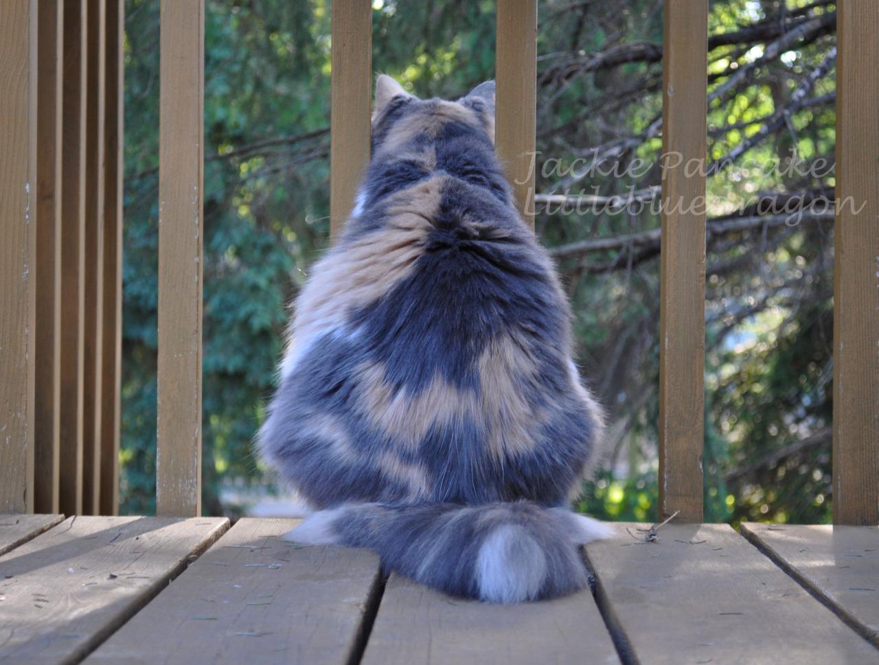 Cat cmq