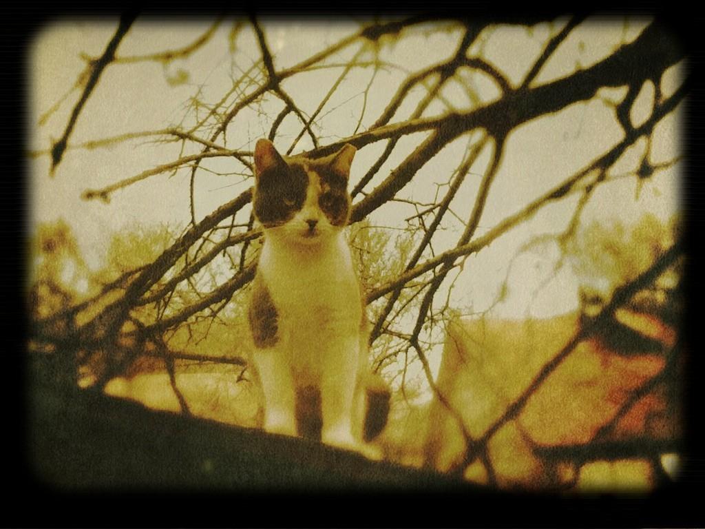 Cat cmt