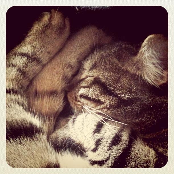 Cat cn0