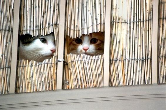 Cat cn2