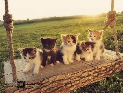 Cat cn5