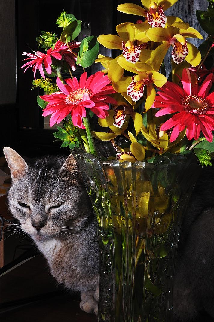 Cat cnb