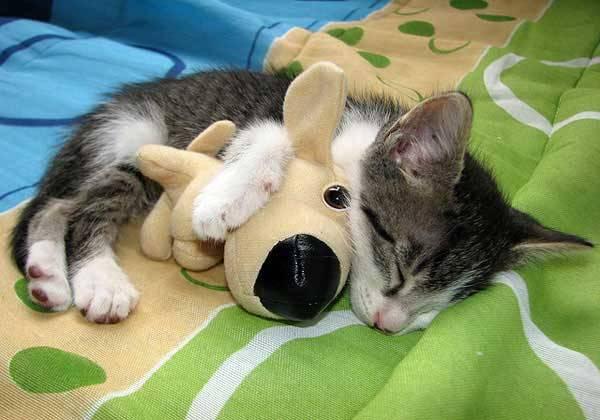 Cat cne