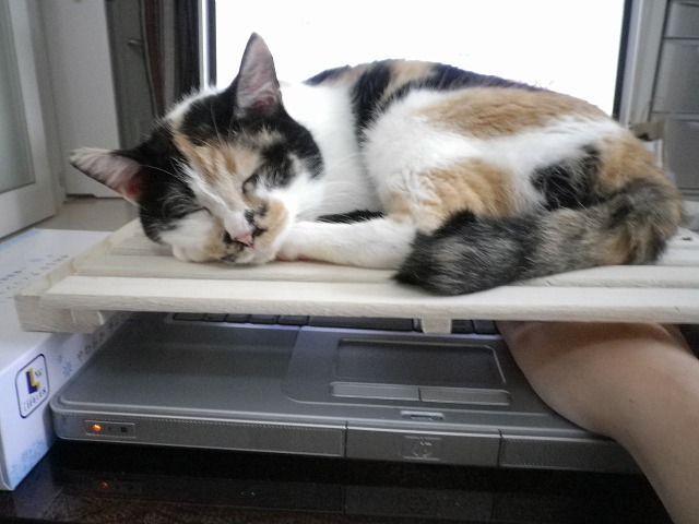 Cat cnf