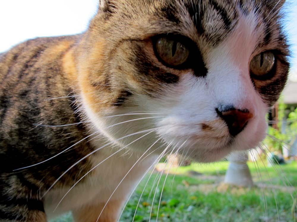 Cat cng