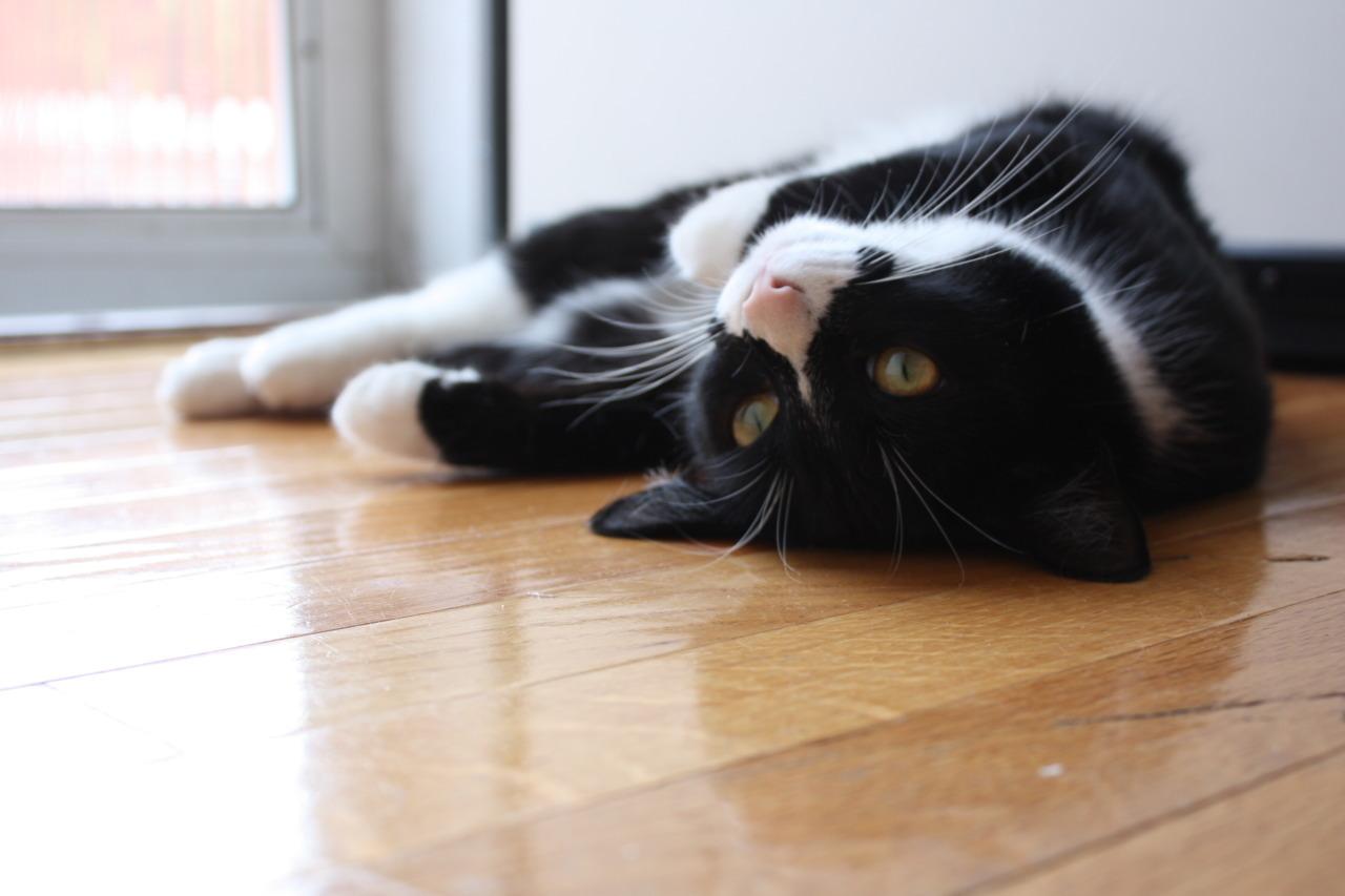 Cat cnh
