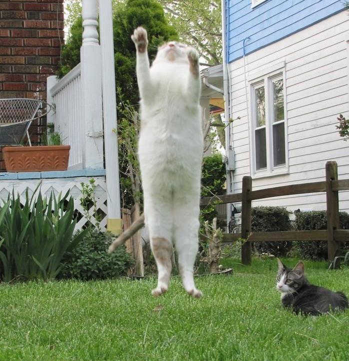Cat cnk