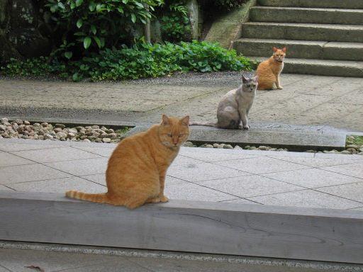 Cat cnl