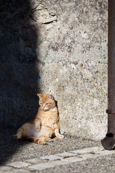 Cat cnn