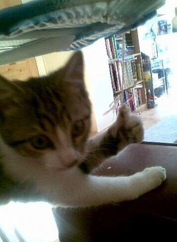 Cat cns