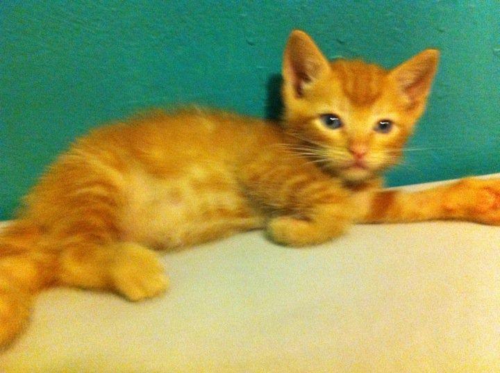 Cat cnu