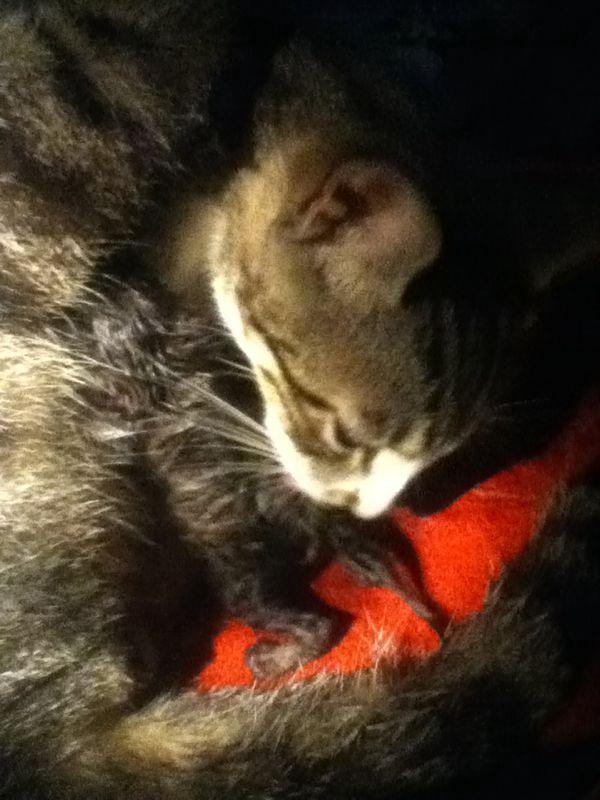 Cat co3