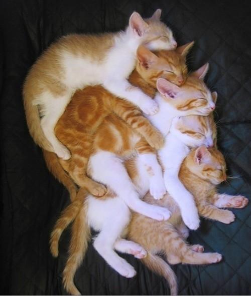 Cat co5