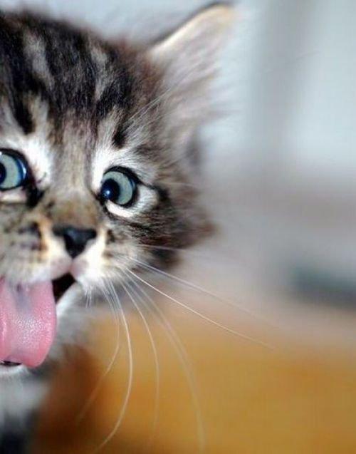 Cat co7
