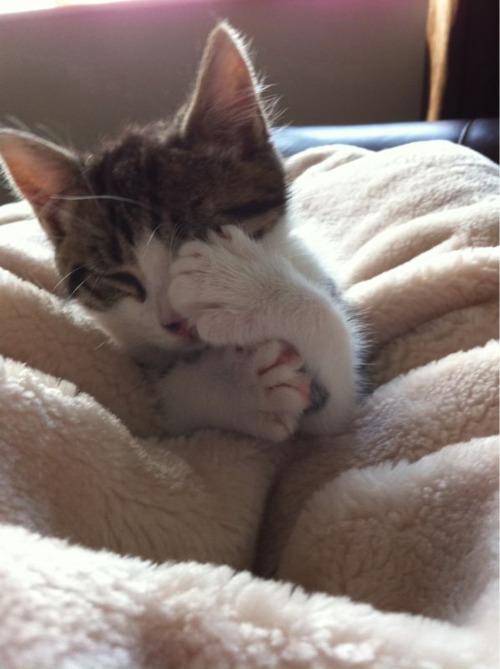 Cat coa