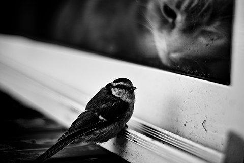 Cat coh
