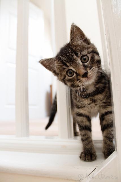 Cat coj