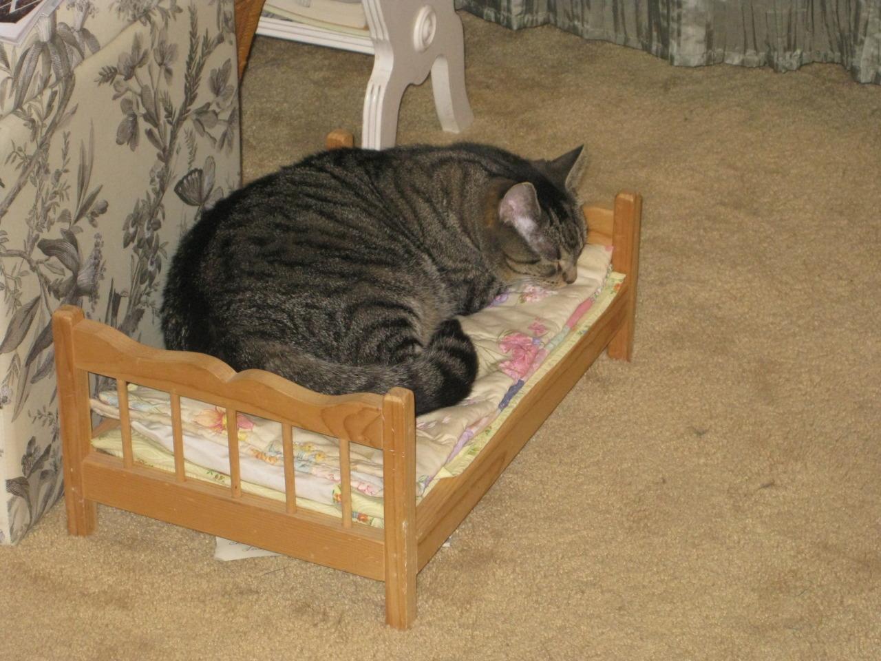 Cat com