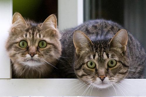 Cat coq