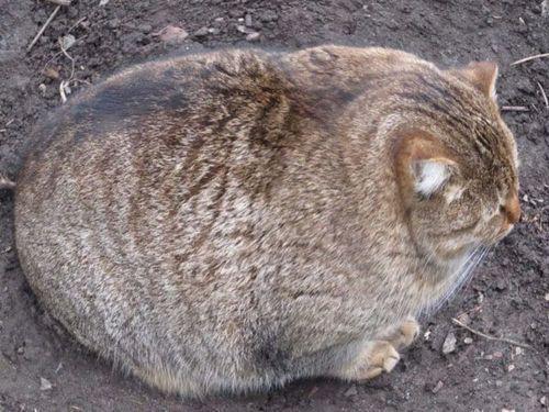 Cat cp1