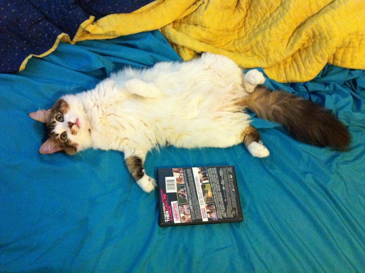 Cat cp2