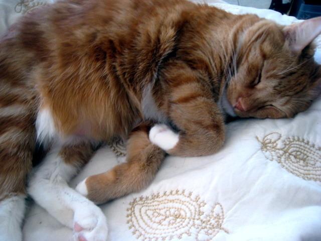 Cat cp3