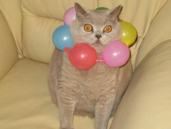 Cat cp5