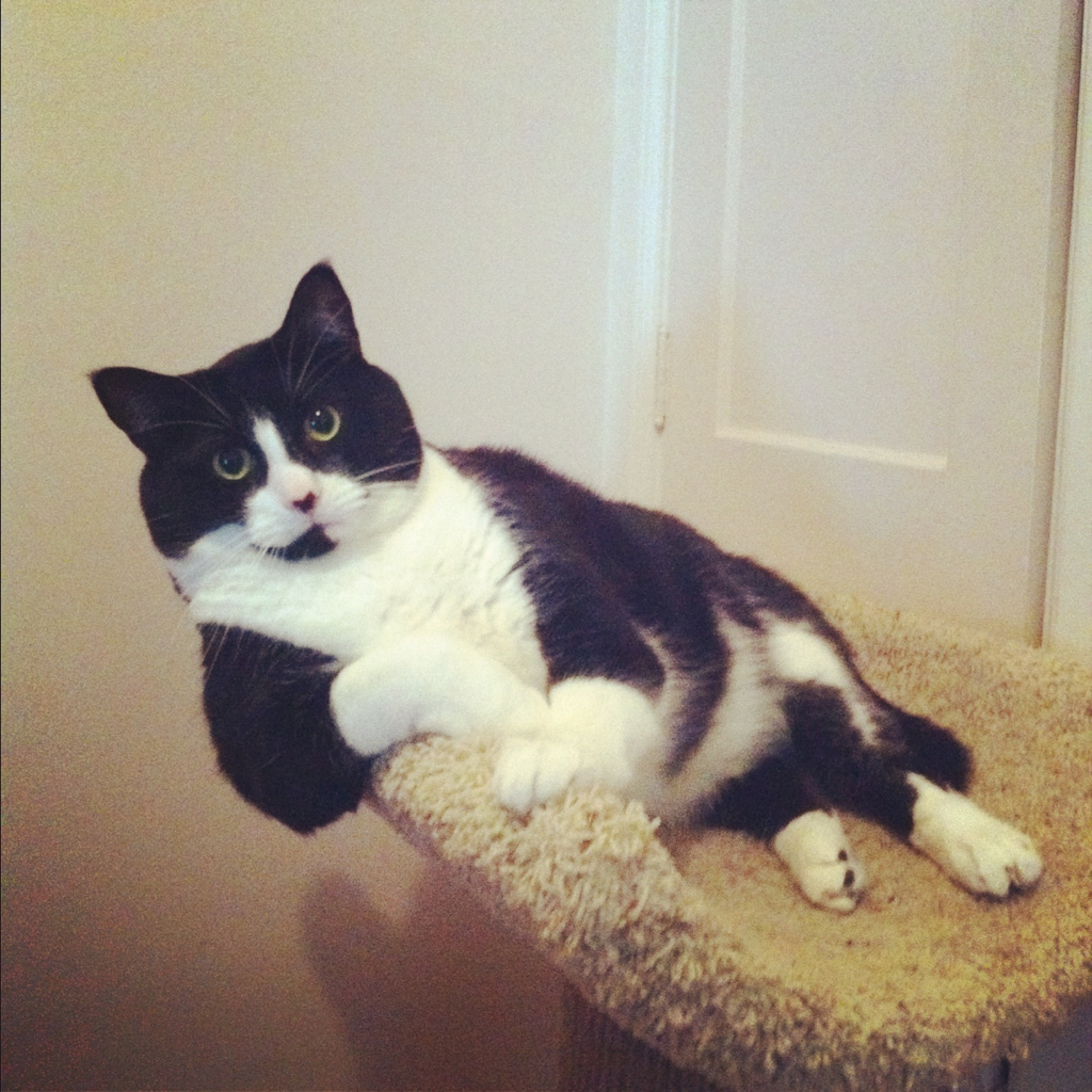 Cat cp8