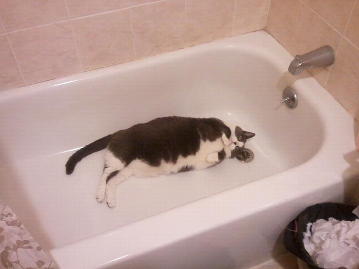 Cat cp9