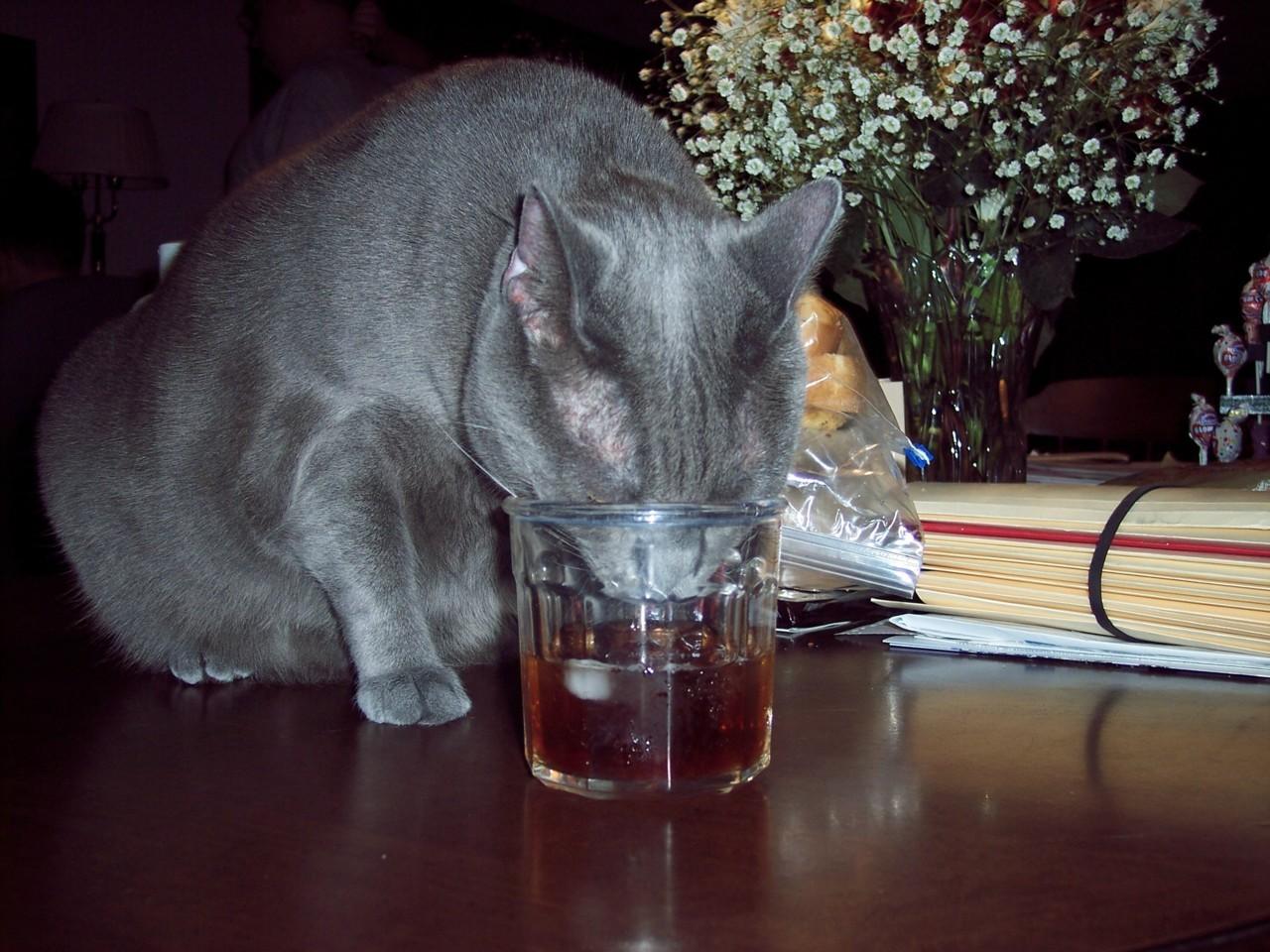 Cat cpa
