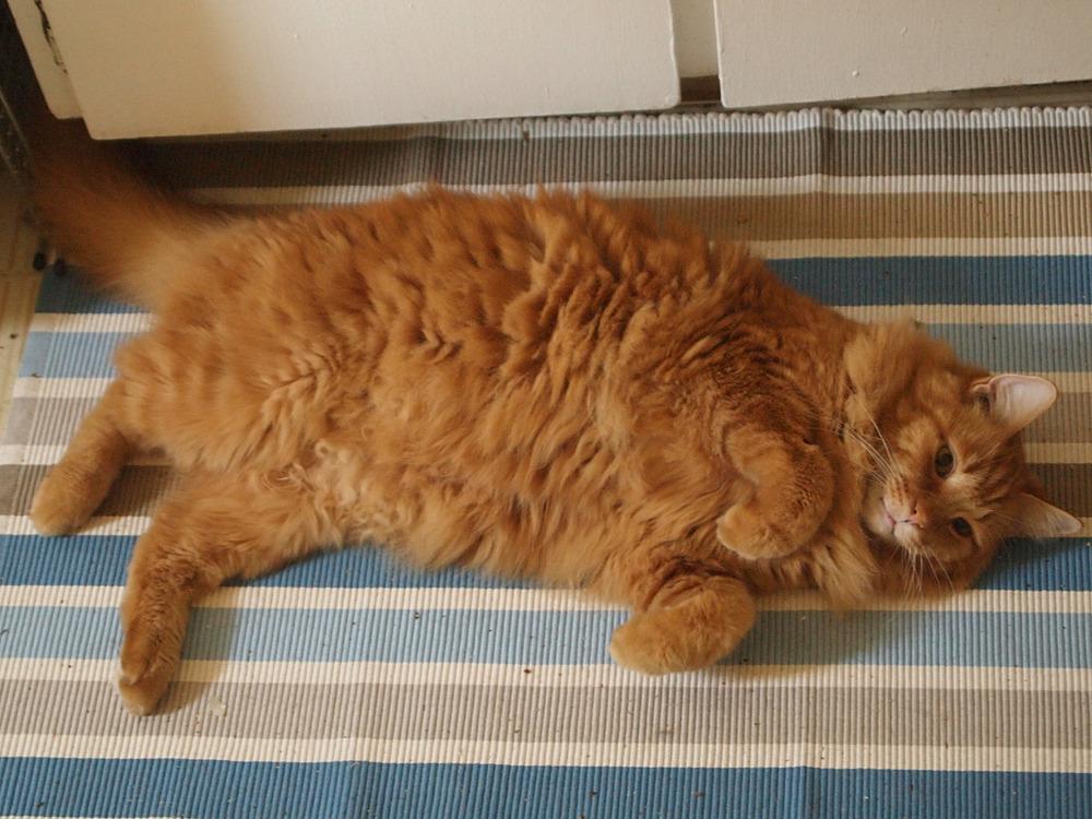 Cat cpb
