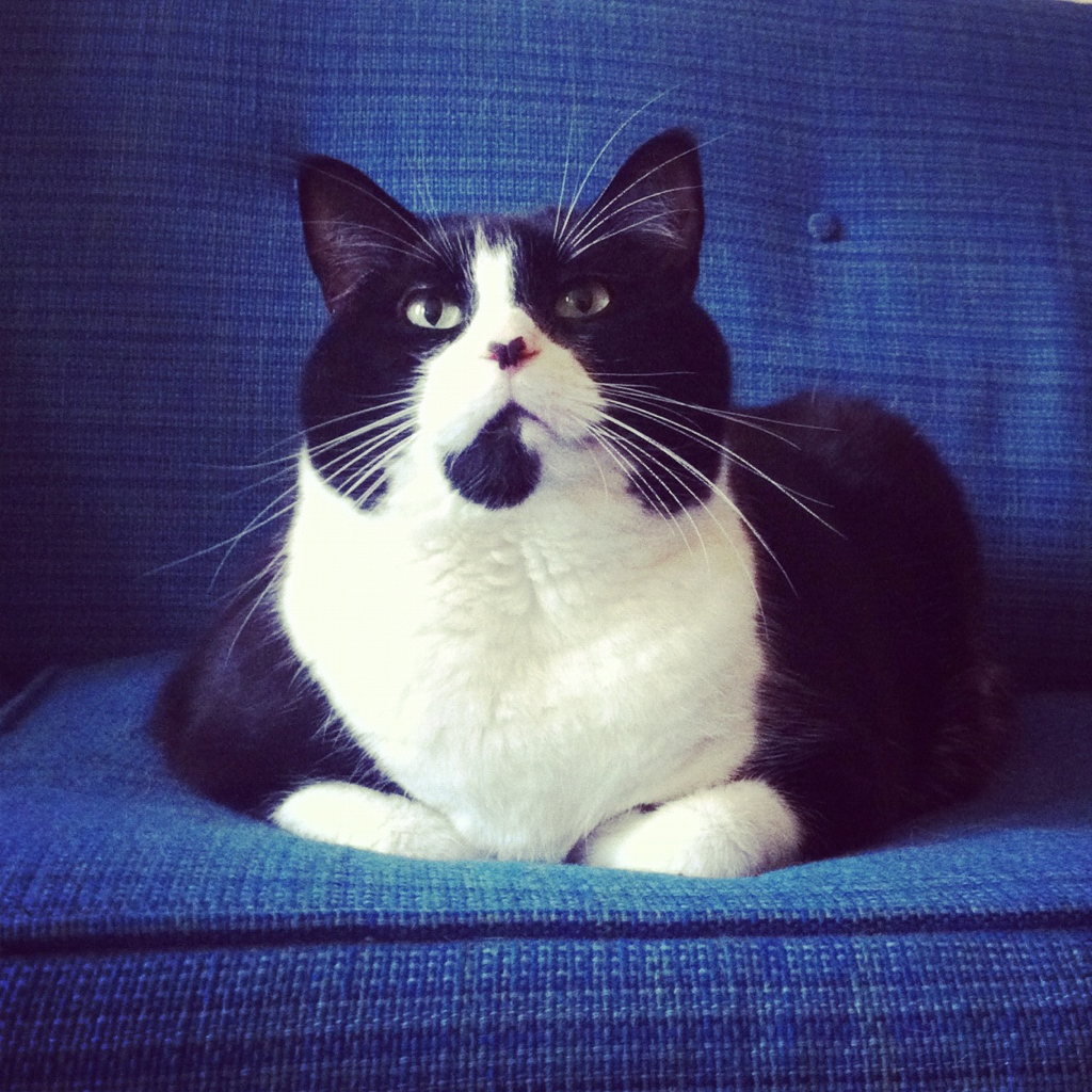 Cat cpf